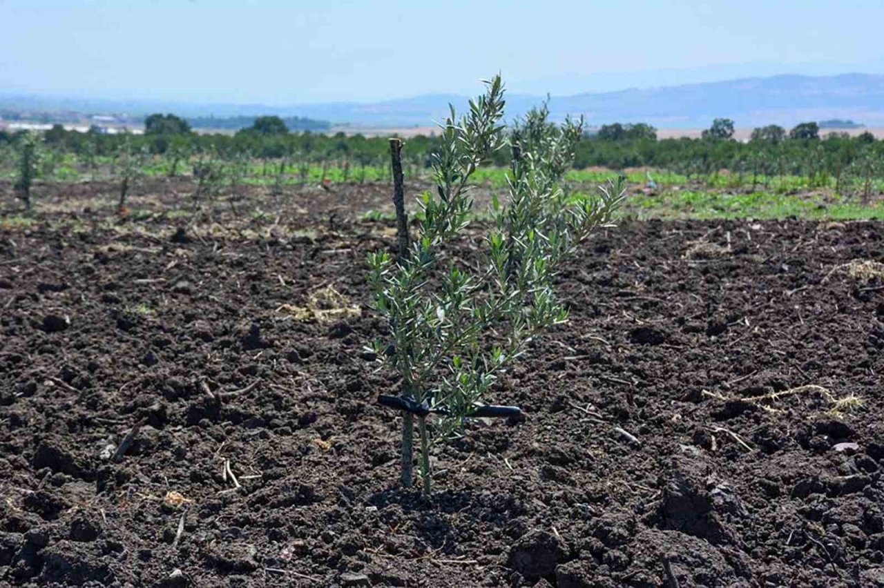 Gönen ve Ilıcak’ta "Gelir Getirici Tür" Ağaçlandırması
