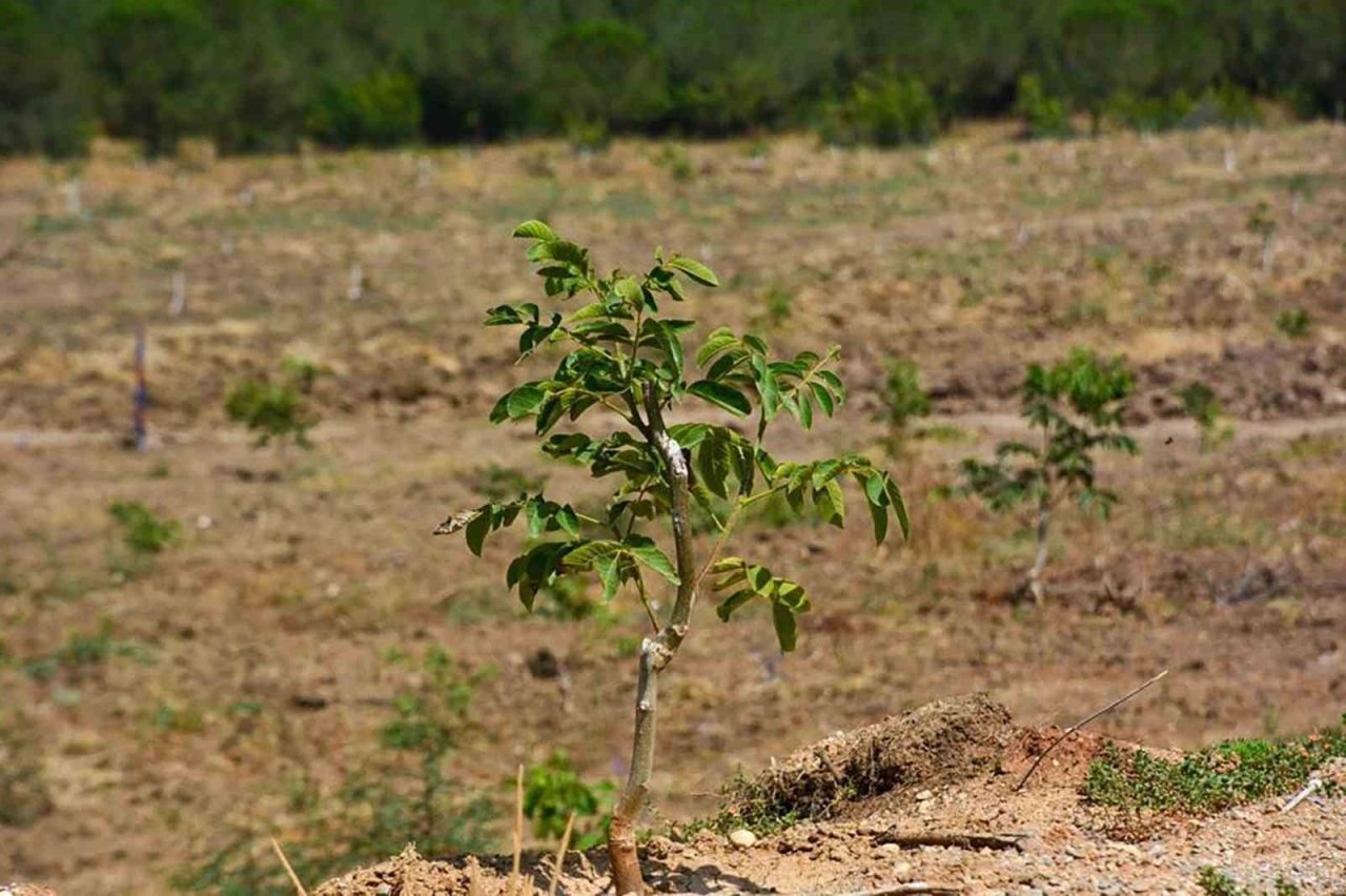 Gönen ve Ilıcak’ta "Gelir Getirici Tür" Ağaçlandırması