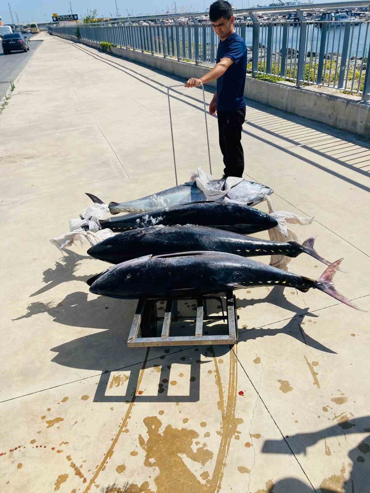 Gürpınar Su Ürünleri Hali’nde, yasa dışı avlanan 4 orkinos ele geçirildi