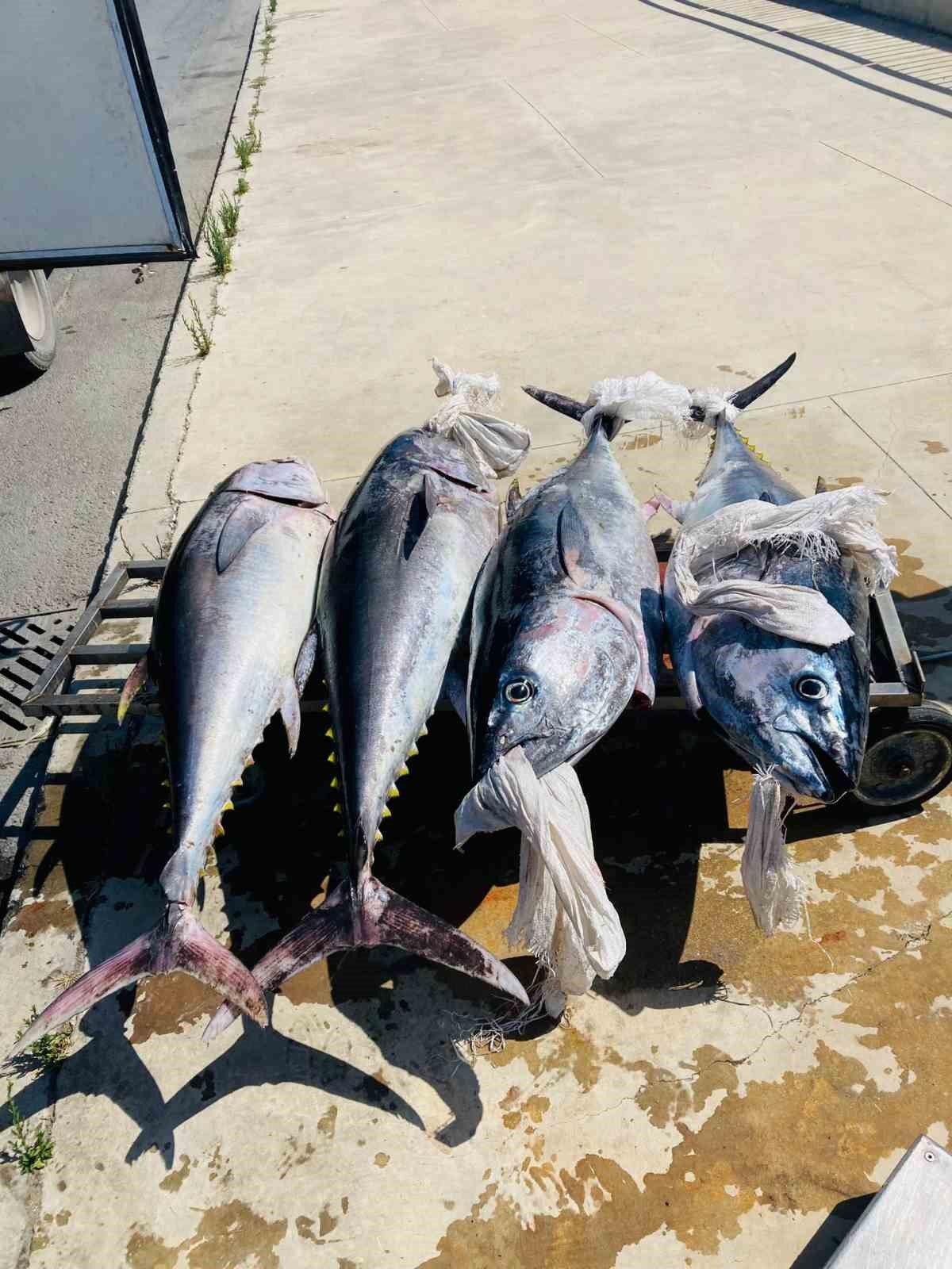 Gürpınar Su Ürünleri Hali’nde, yasa dışı avlanan 4 orkinos ele geçirildi