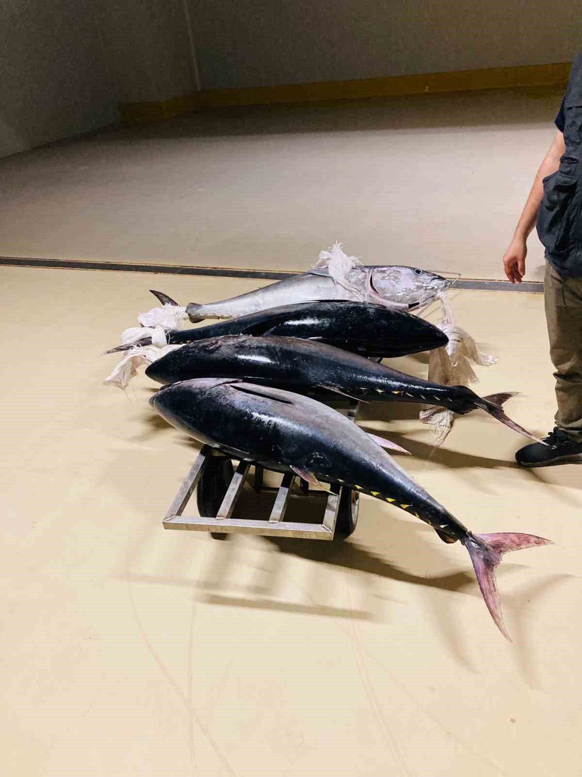 Gürpınar Su Ürünleri Hali’nde, yasa dışı avlanan 4 orkinos ele geçirildi