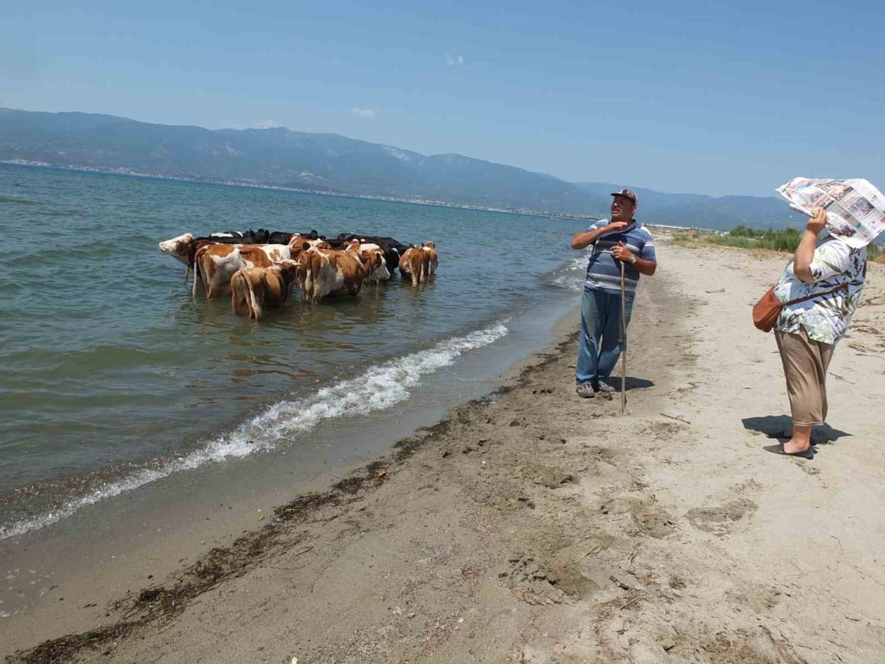 Balıkesir’de sıcaktan bunalan inekler soluğu denizde alıyor