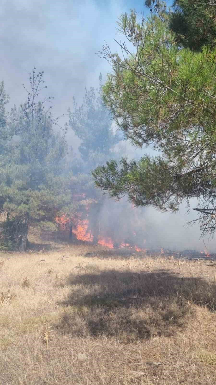Anızdan ormana sıçrayan yangın kontrol altına alındı