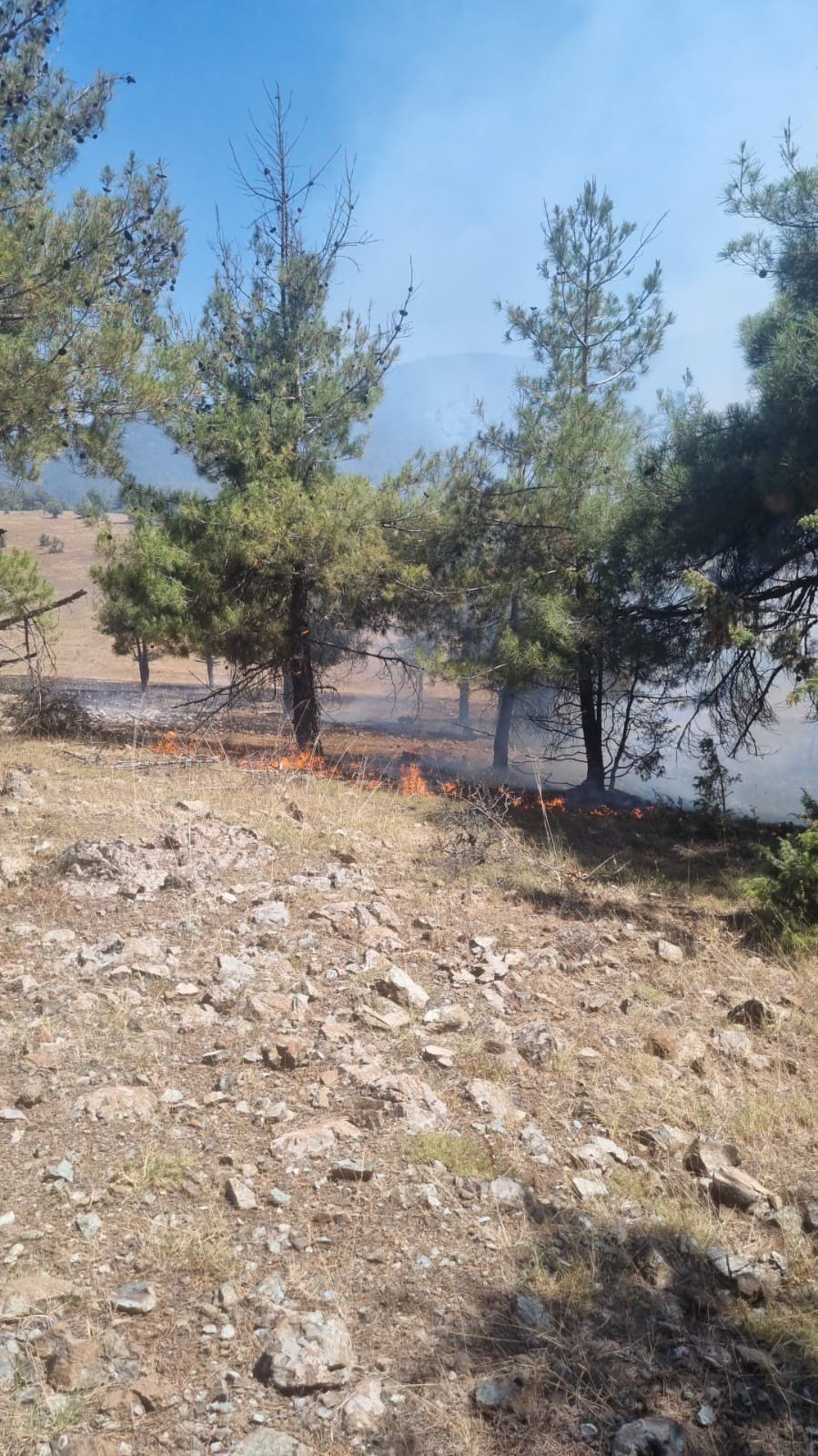 Anızdan ormana sıçrayan yangın kontrol altına alındı