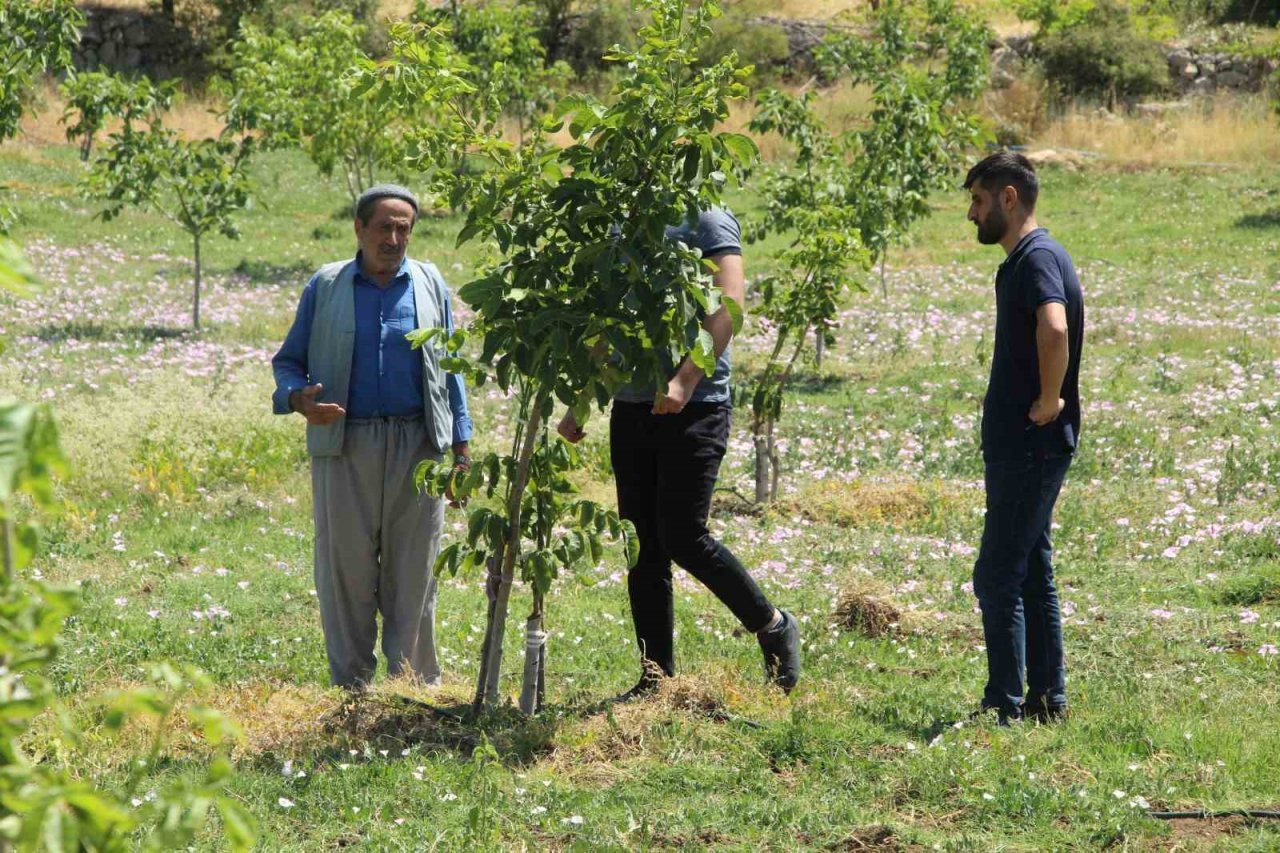 Ceviz ağaçlarında verim ’kabuk altı’ aşısı ile bire beş artıyor
