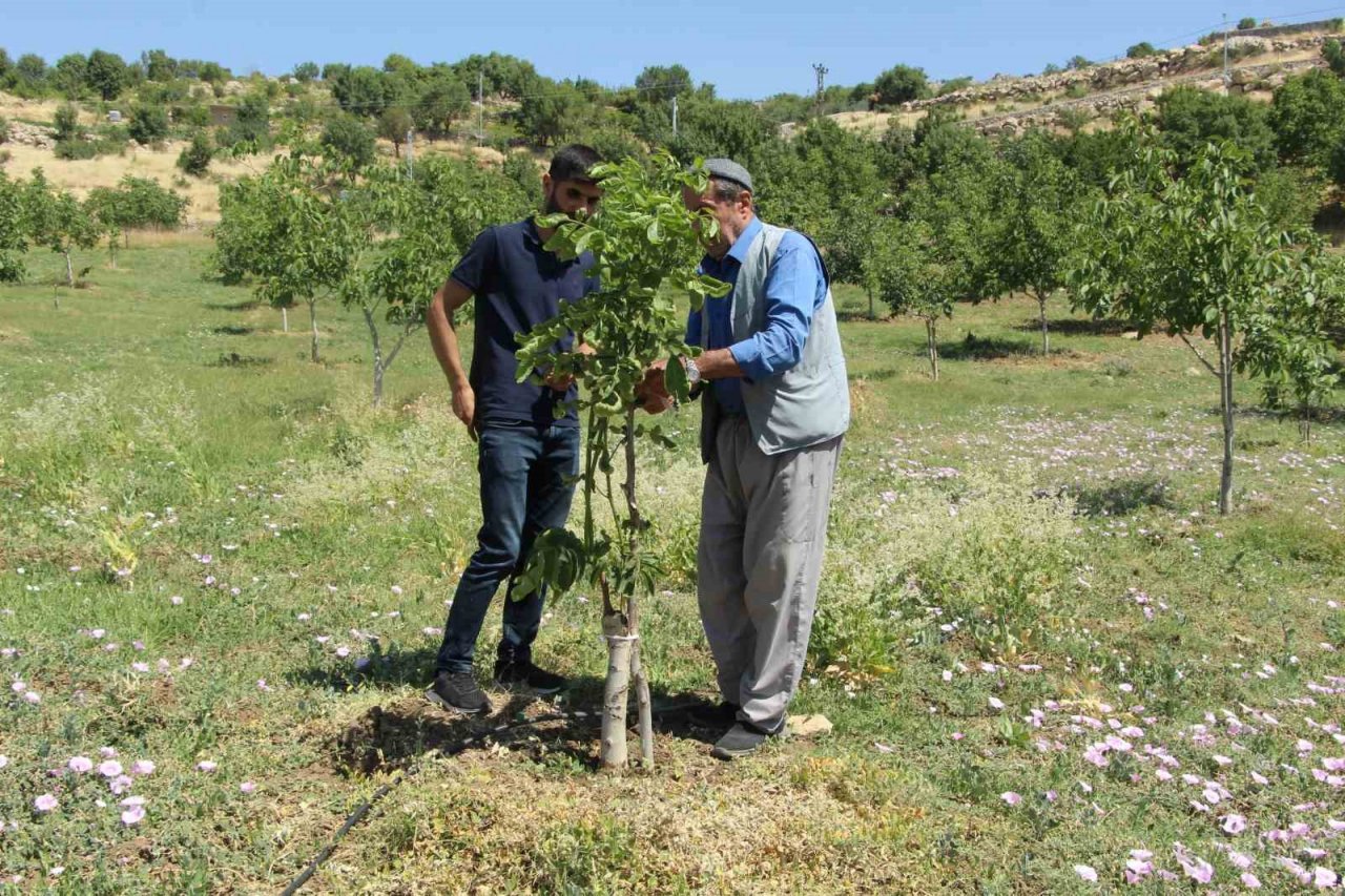 Ceviz ağaçlarında verim ’kabuk altı’ aşısı ile bire beş artıyor