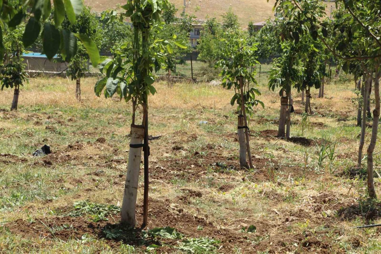 Ceviz ağaçlarında verim ’kabuk altı’ aşısı ile bire beş artıyor