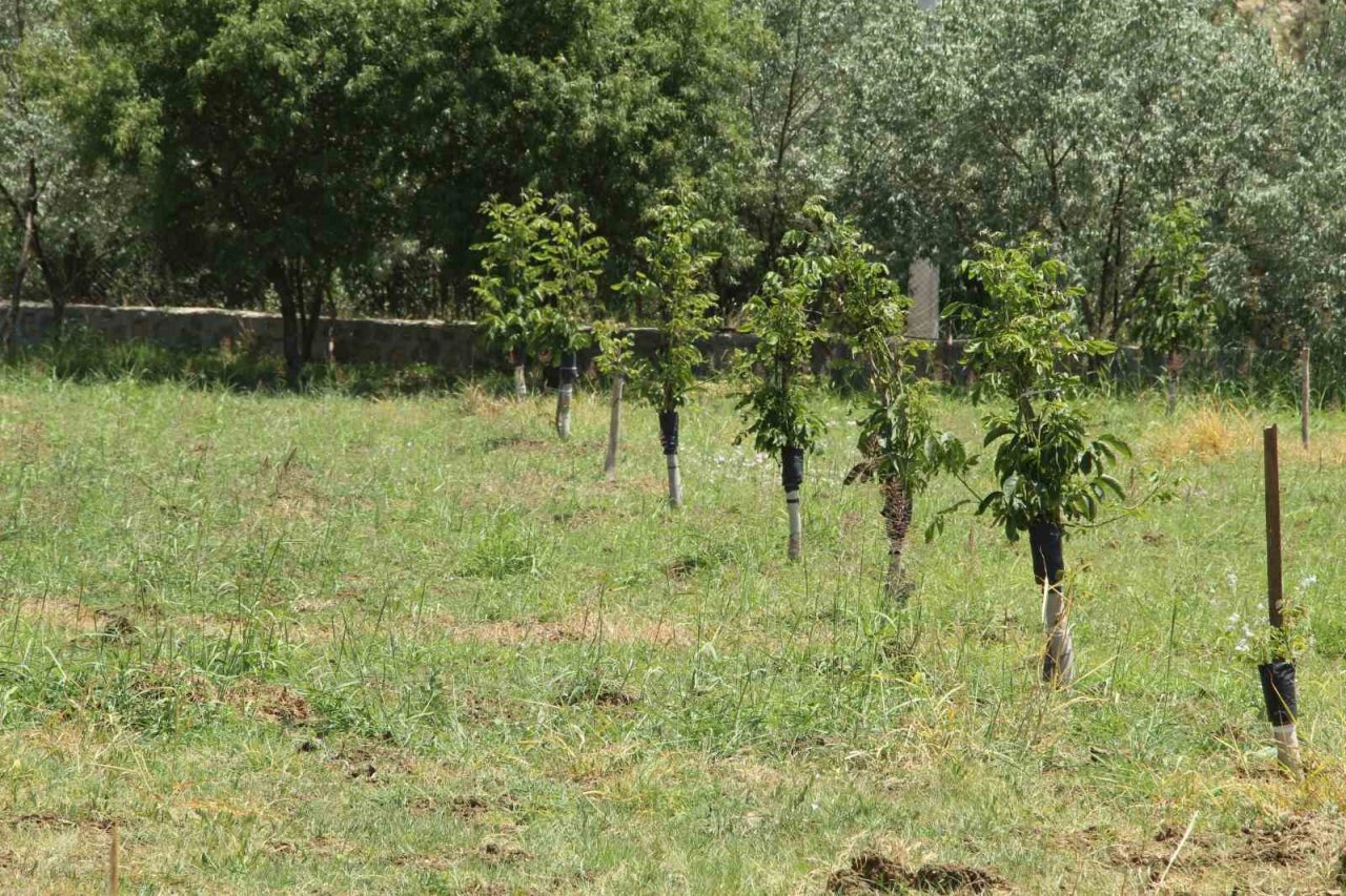 Ceviz ağaçlarında verim ’kabuk altı’ aşısı ile bire beş artıyor