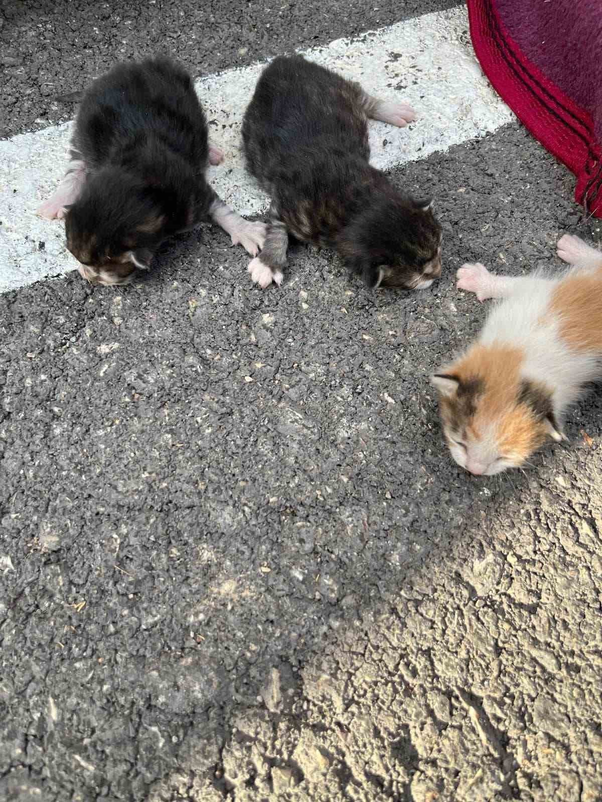 Otomobilin motor kısmına sıkışan kediler ekipleri seferber etti