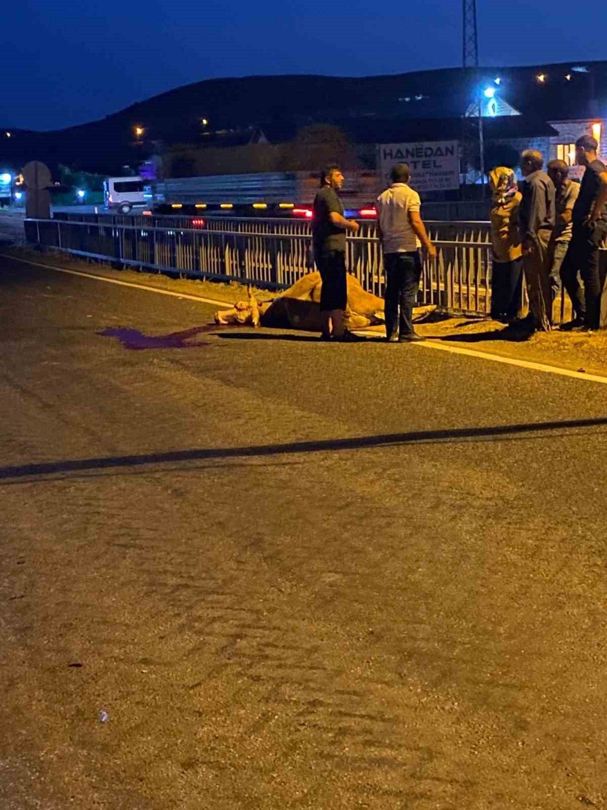 Elazığ’da hafif ticari aracın çarptığı inek telef oldu