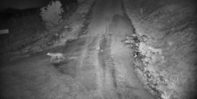 Elazığ’da köye inen kurt sürüsü görüntülendi