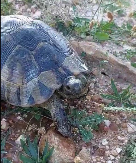 Sıcaktan bunalan kaplumbağaya elleriyle su içirdi