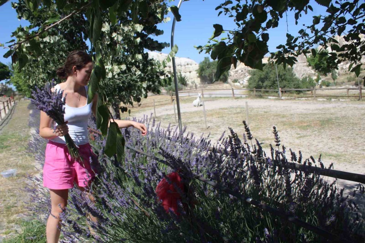 Kapadokya’nın güzelliğine lavanta dopingi