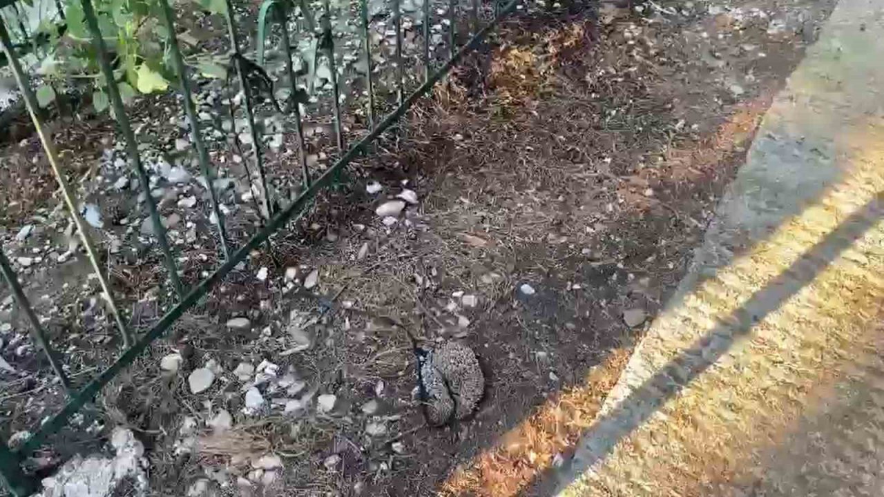 Kirpiyi iple mezarlığa bağladılar