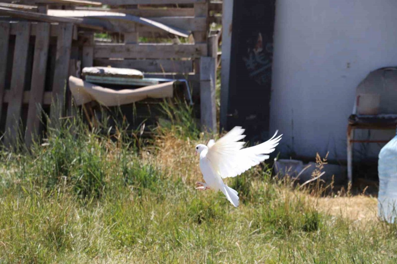 Sivas güvercini sevgisi hobiden ticarete dönüştü
