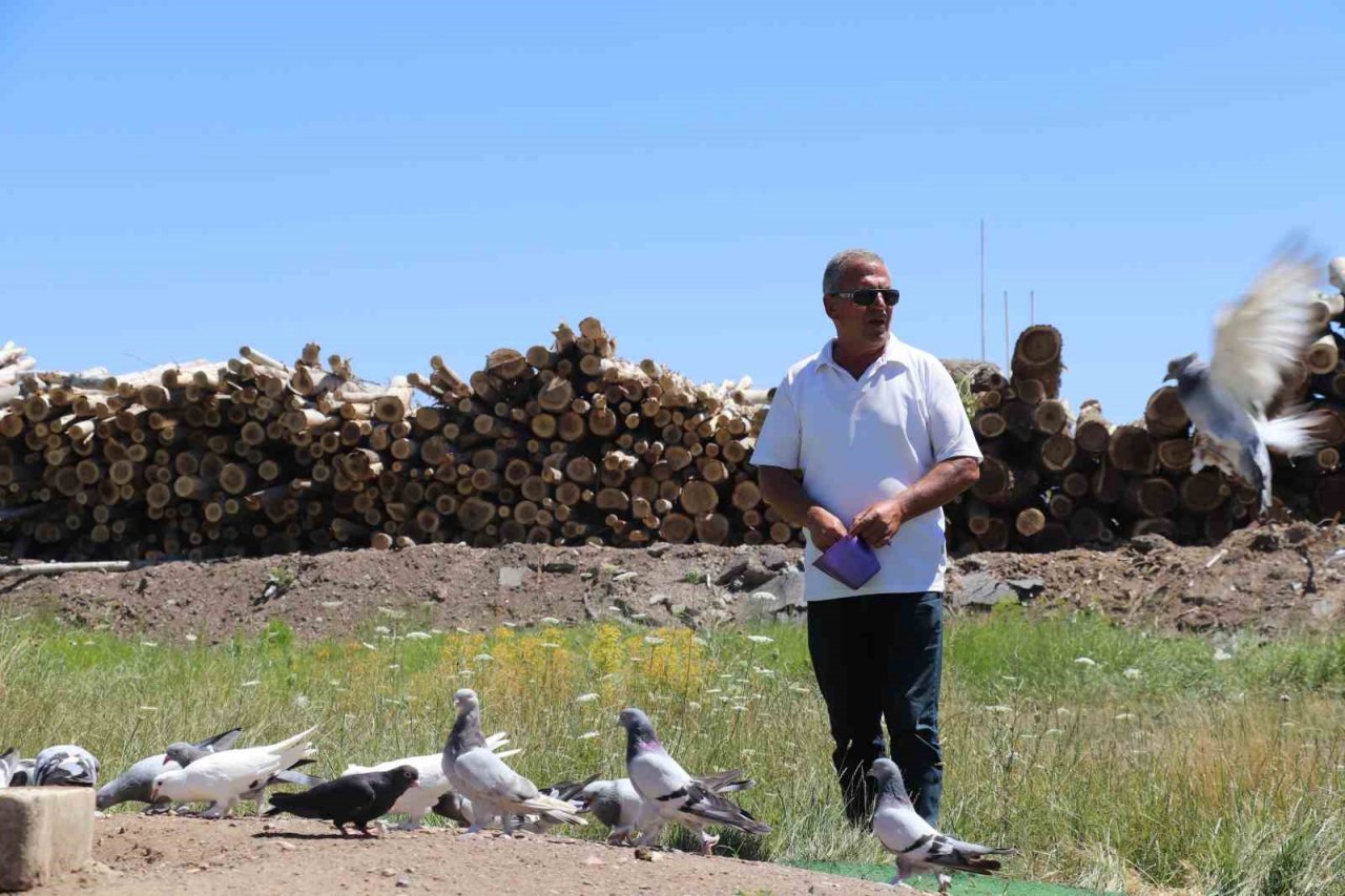 Sivas güvercini sevgisi hobiden ticarete dönüştü