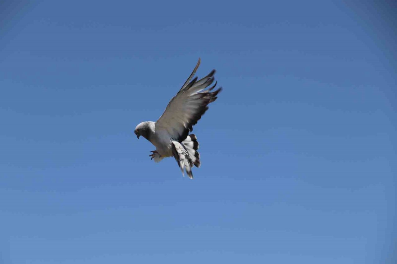 Sivas güvercini sevgisi hobiden ticarete dönüştü