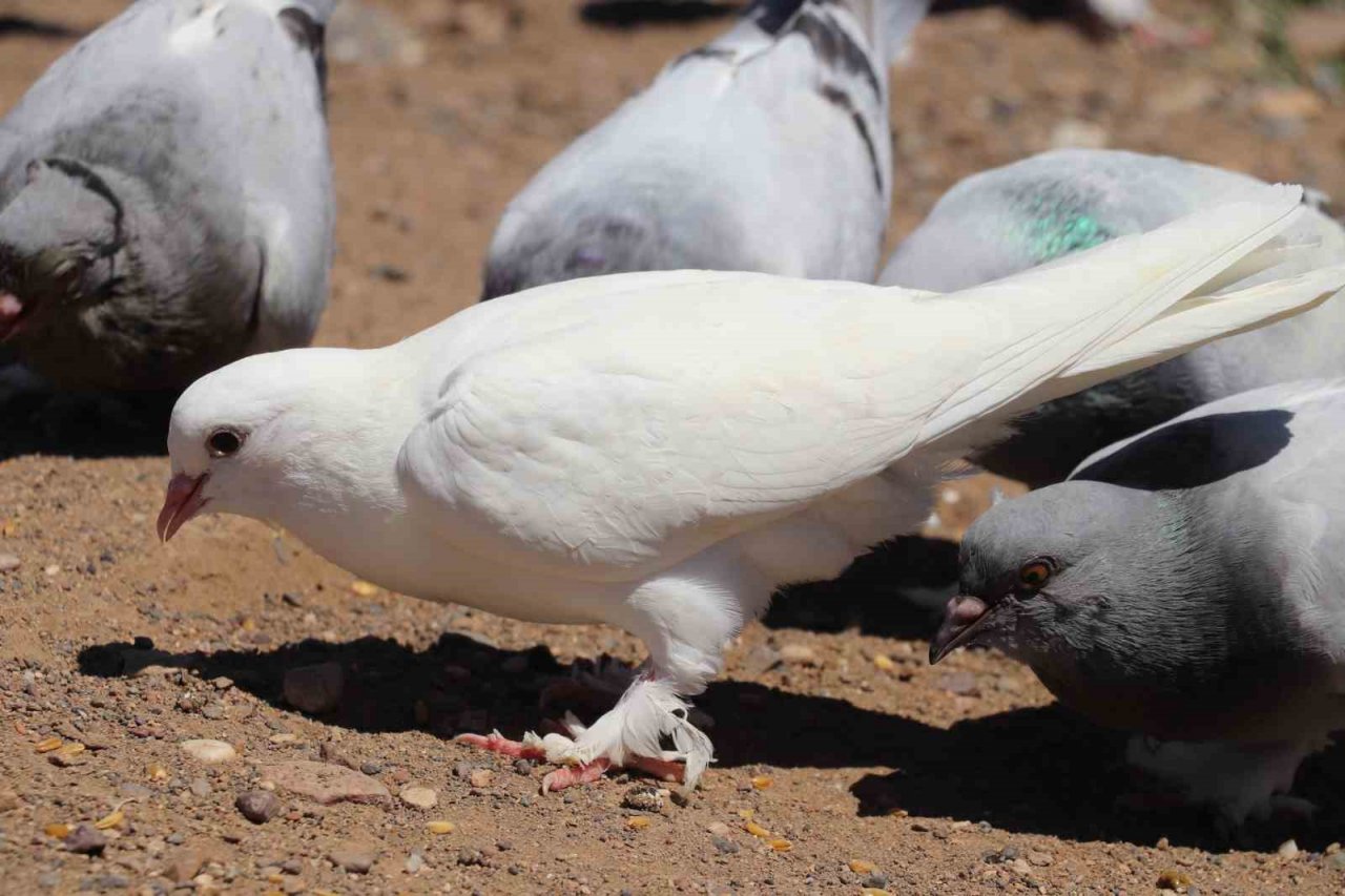 Sivas güvercini sevgisi hobiden ticarete dönüştü