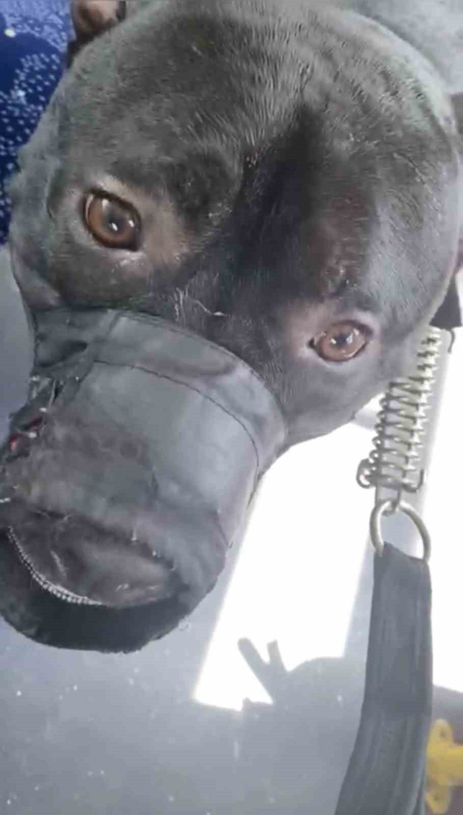 Otobüse köpekle alınmayan kadın ortalığı birbirine kattı: İnerken şoföre saldırdı