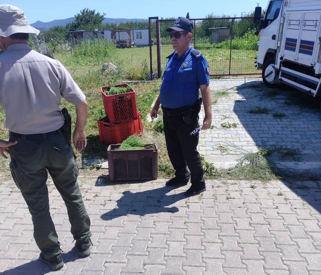 Altınova’da 3 kasa deniz börülcesiyle yakalandı