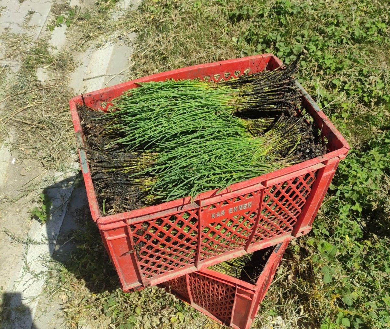 Altınova’da 3 kasa deniz börülcesiyle yakalandı