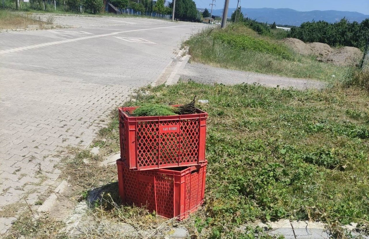 Altınova’da 3 kasa deniz börülcesiyle yakalandı