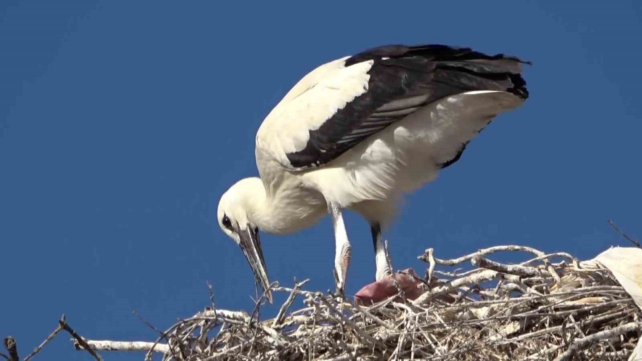 Yaren leylek ve 4 yavrusu vedaya hazırlanıyor