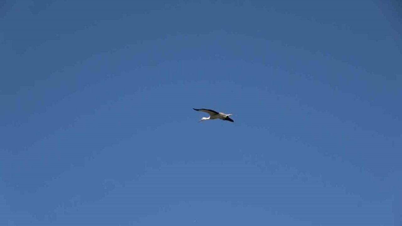 Yaren leylek ve 4 yavrusu vedaya hazırlanıyor