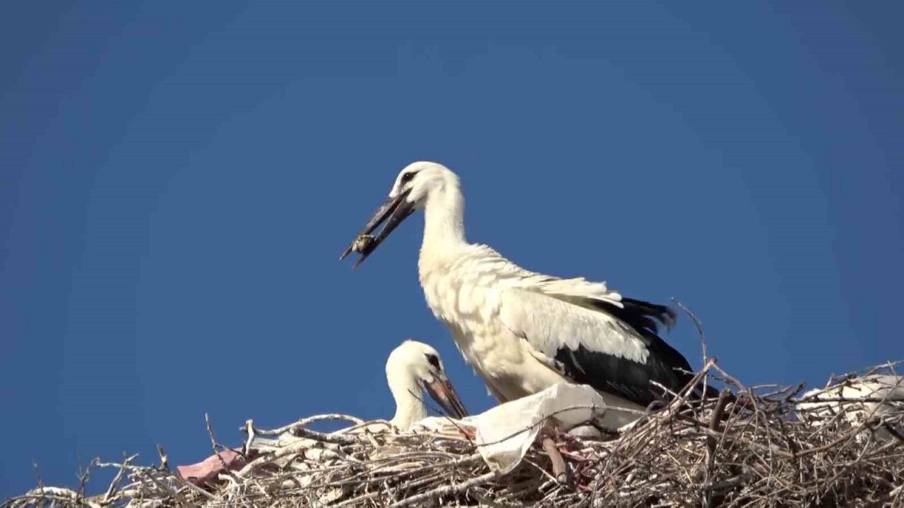Yaren leylek ve 4 yavrusu vedaya hazırlanıyor