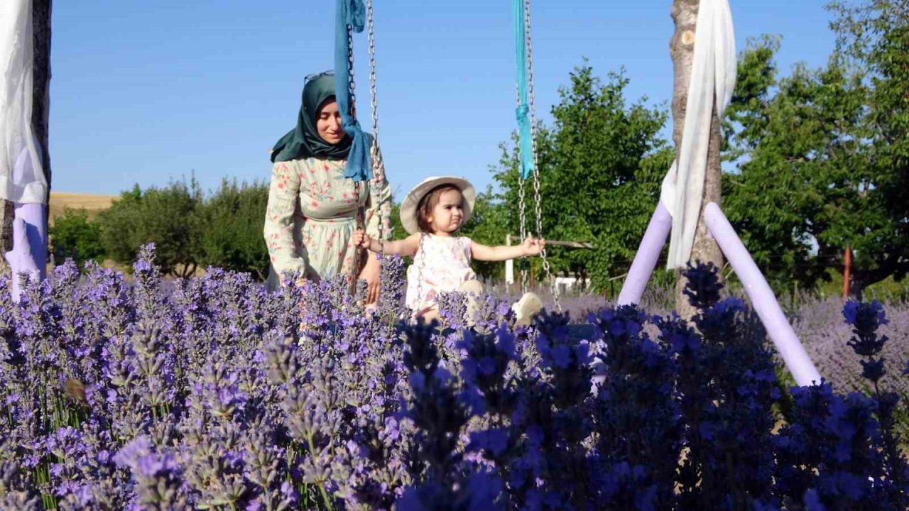 Bozkırın ortasında lavanta bahçesi oluşturdu, ziyaretçi akınına uğruyor