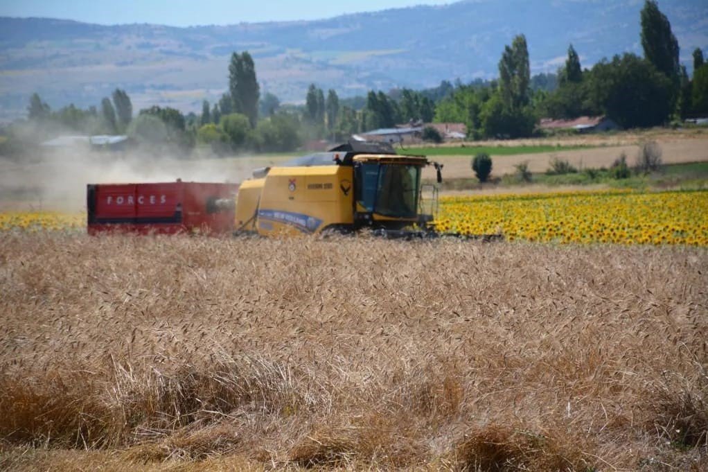 Zile’de ata tohumu ’Karakılçık Buğdayı’ hasadı yapıldı