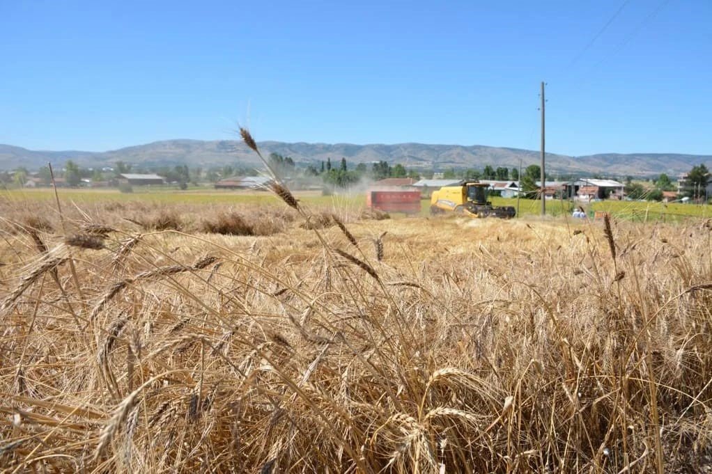 Zile’de ata tohumu ’Karakılçık Buğdayı’ hasadı yapıldı