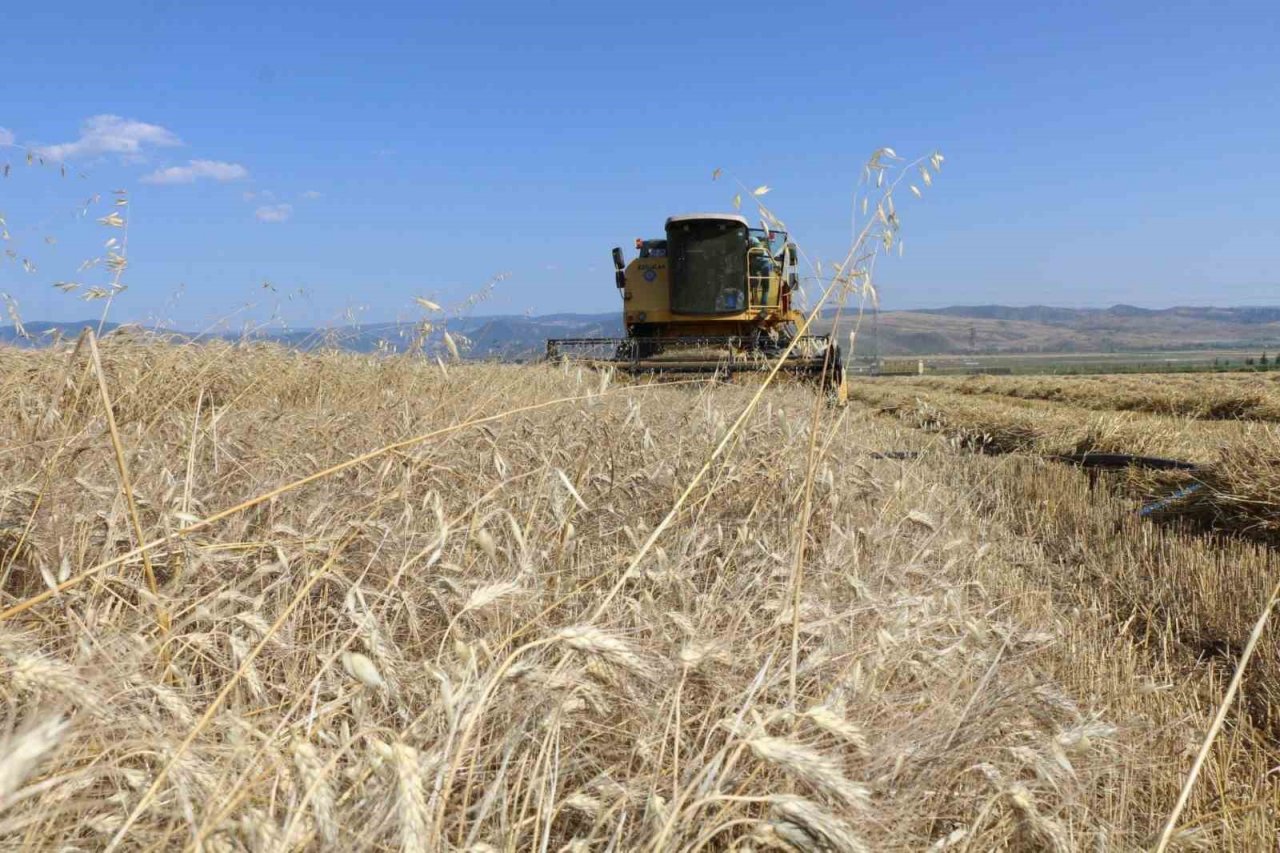 Amasya’da meslek lisesinden 40 ton buğday hasadı