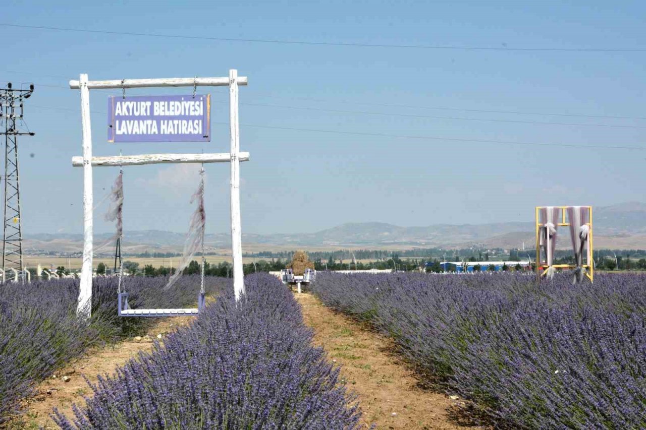 Akyurt’ta lavanta bahçesi açıldı