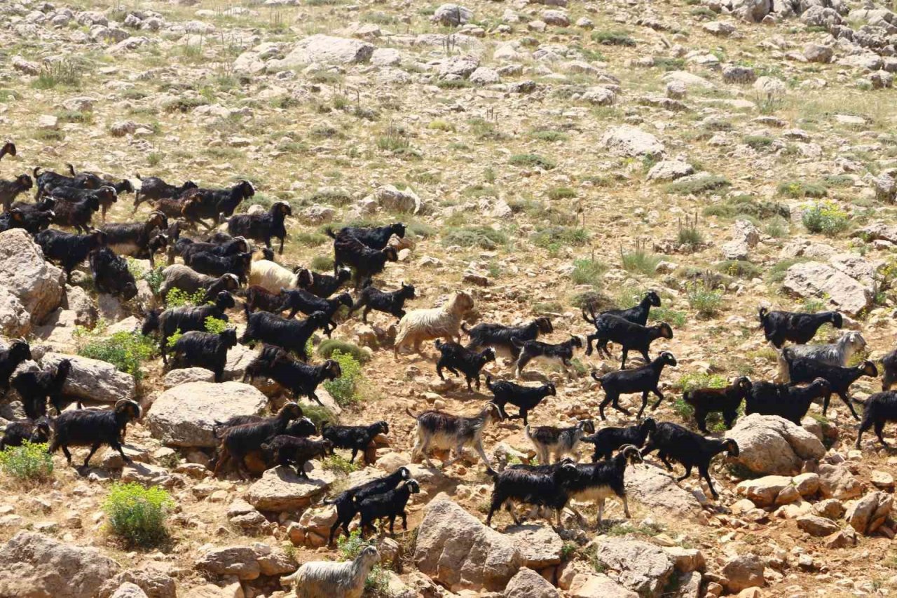 Antalya’nın “Çoban Haritası” çıkartılıyor