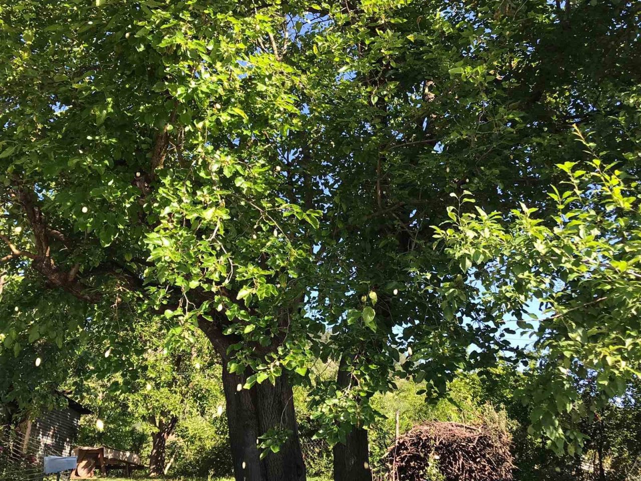 Bin rakımlı köyde dut pekmezi geleneksel yöntemlerle hazırlanıyor