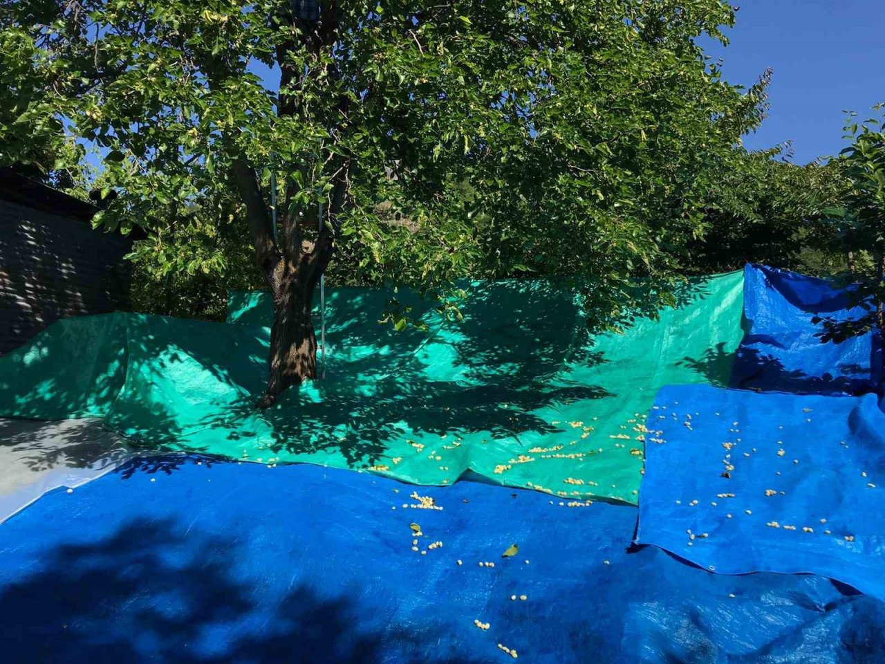 Bin rakımlı köyde dut pekmezi geleneksel yöntemlerle hazırlanıyor