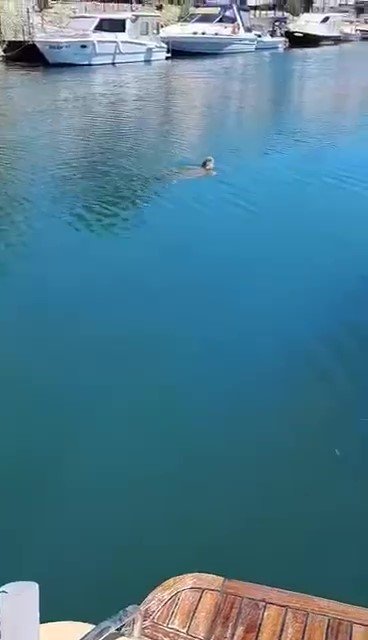 Edremit sahillerinde caretta caretta görüntülendi