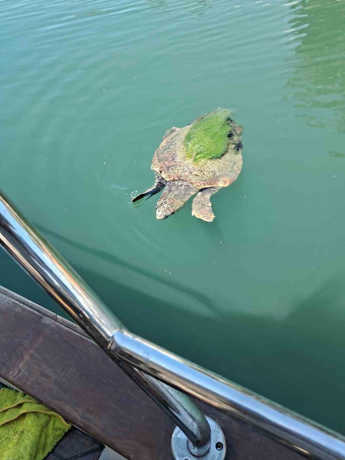 Edremit sahillerinde caretta caretta görüntülendi