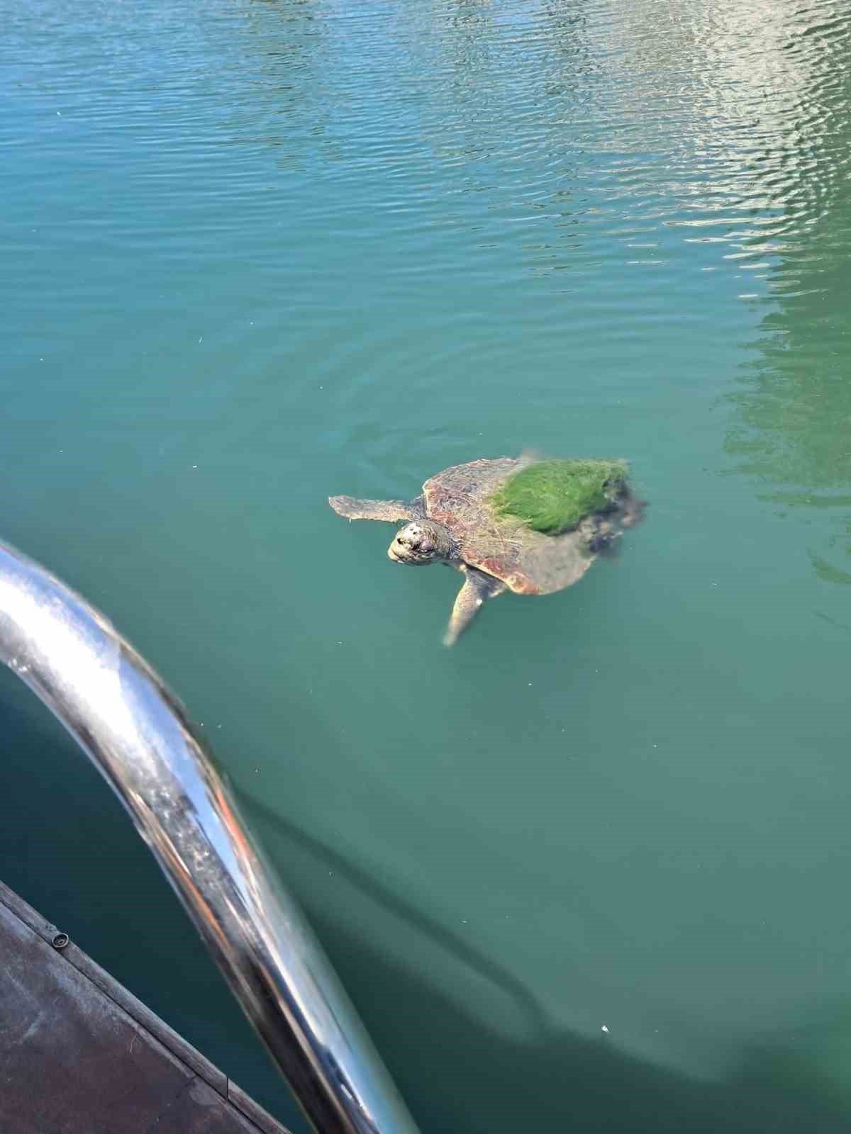 Edremit sahillerinde caretta caretta görüntülendi