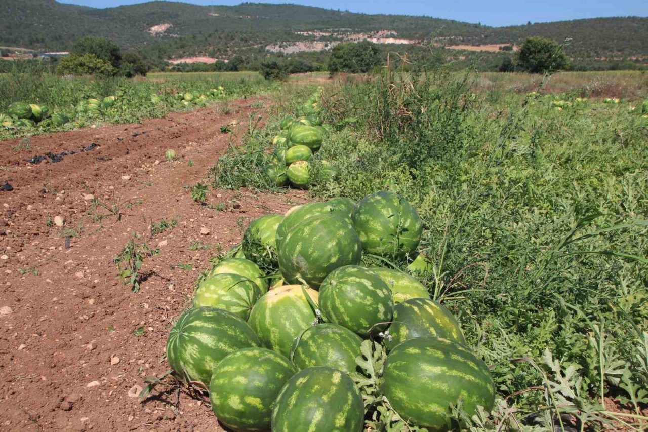 Bilecik’ten Ukrayna, Almanya ve Polonya’ya karpuz ihracatı