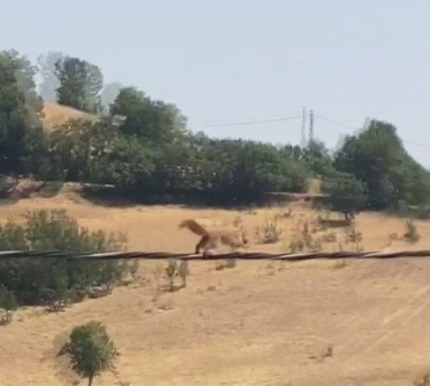 Sincaptan elektrik direğinde akrobasi