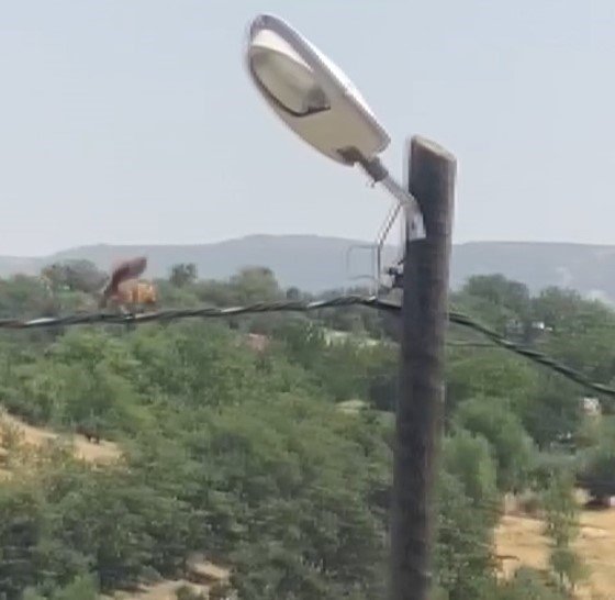 Sincaptan elektrik direğinde akrobasi