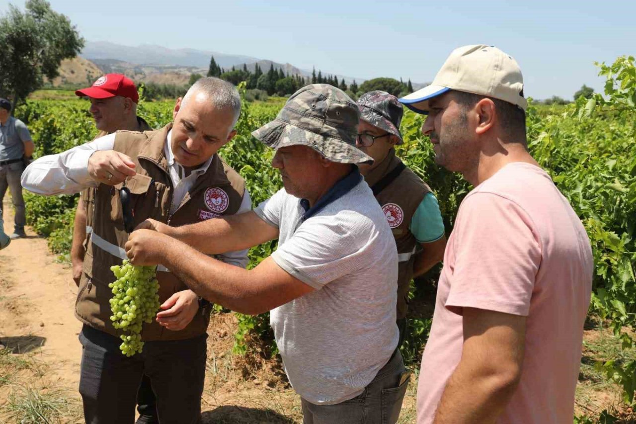 Manisa’da sultani üzümde rekolte belirleniyor