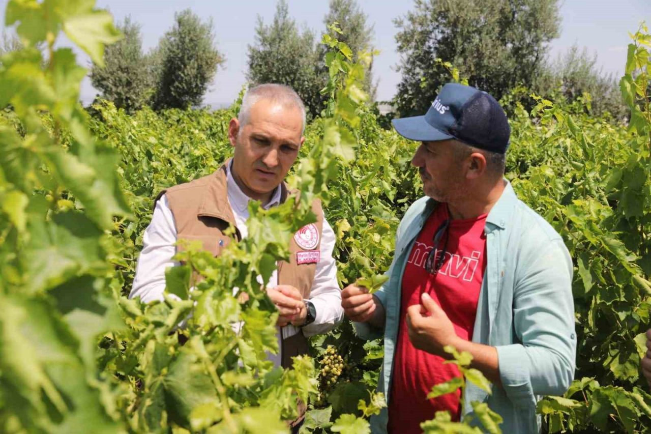 Manisa’da sultani üzümde rekolte belirleniyor