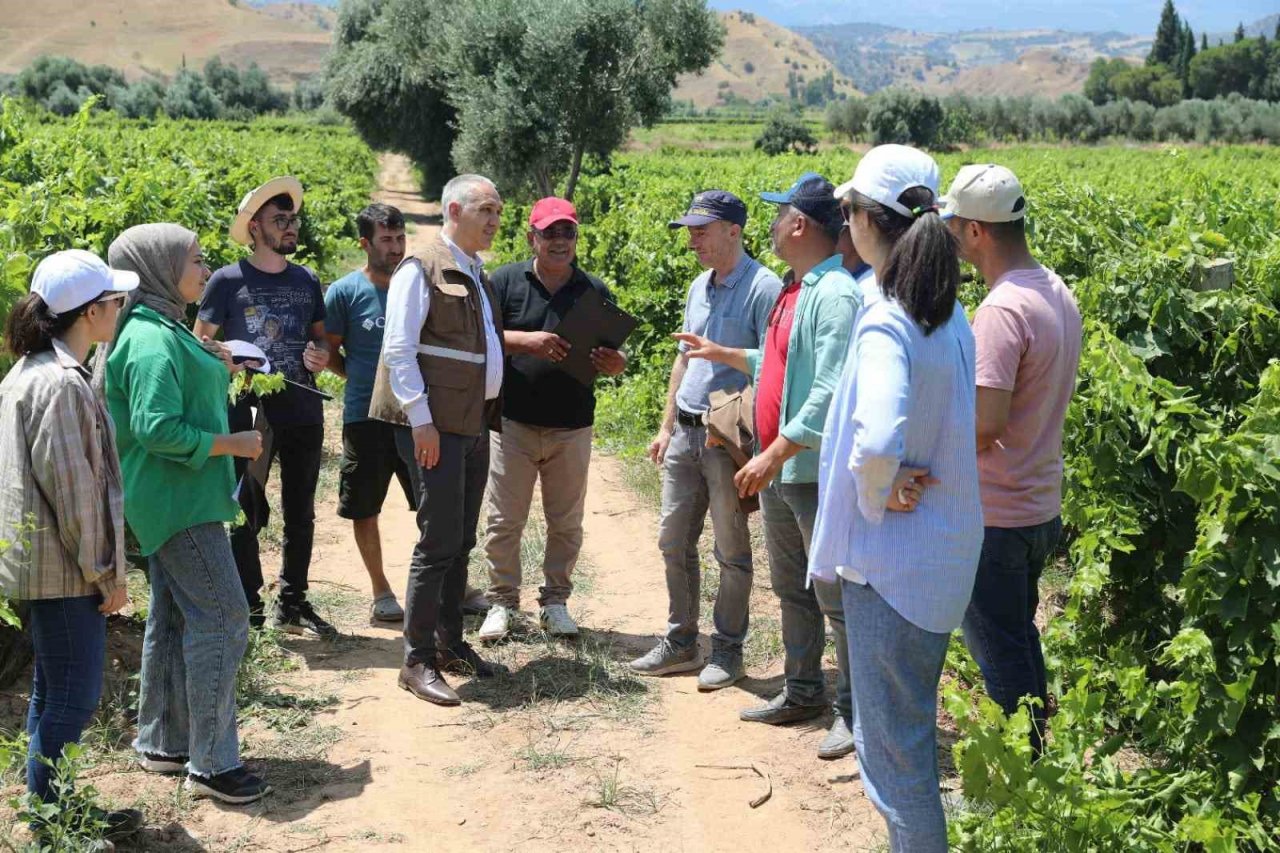 Manisa’da sultani üzümde rekolte belirleniyor