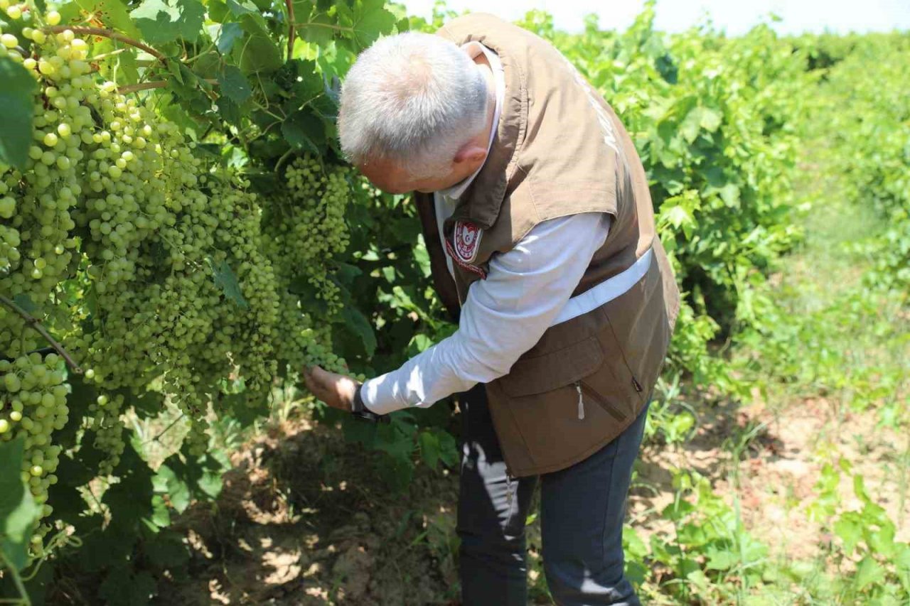 Manisa’da sultani üzümde rekolte belirleniyor