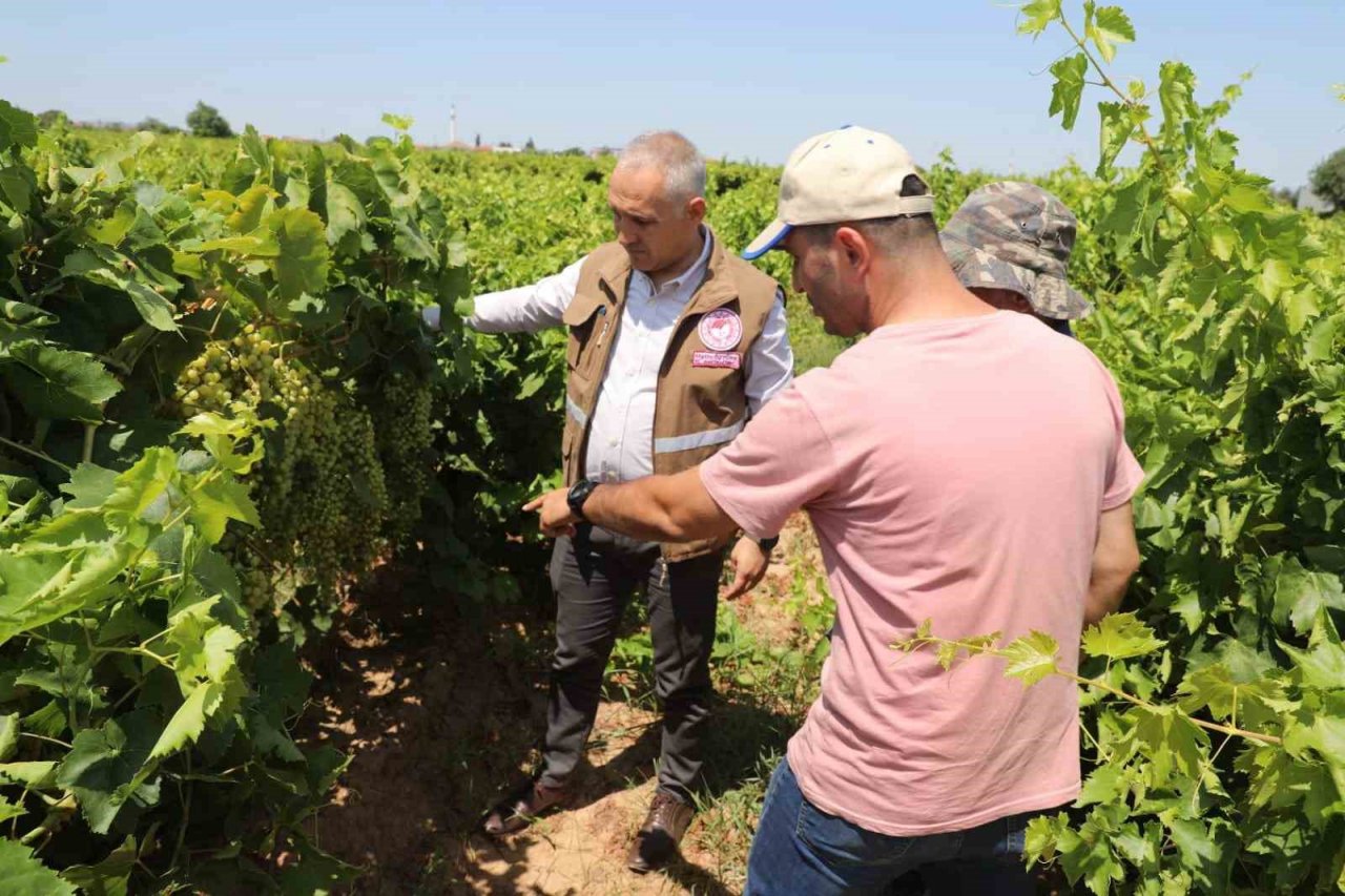 Manisa’da sultani üzümde rekolte belirleniyor