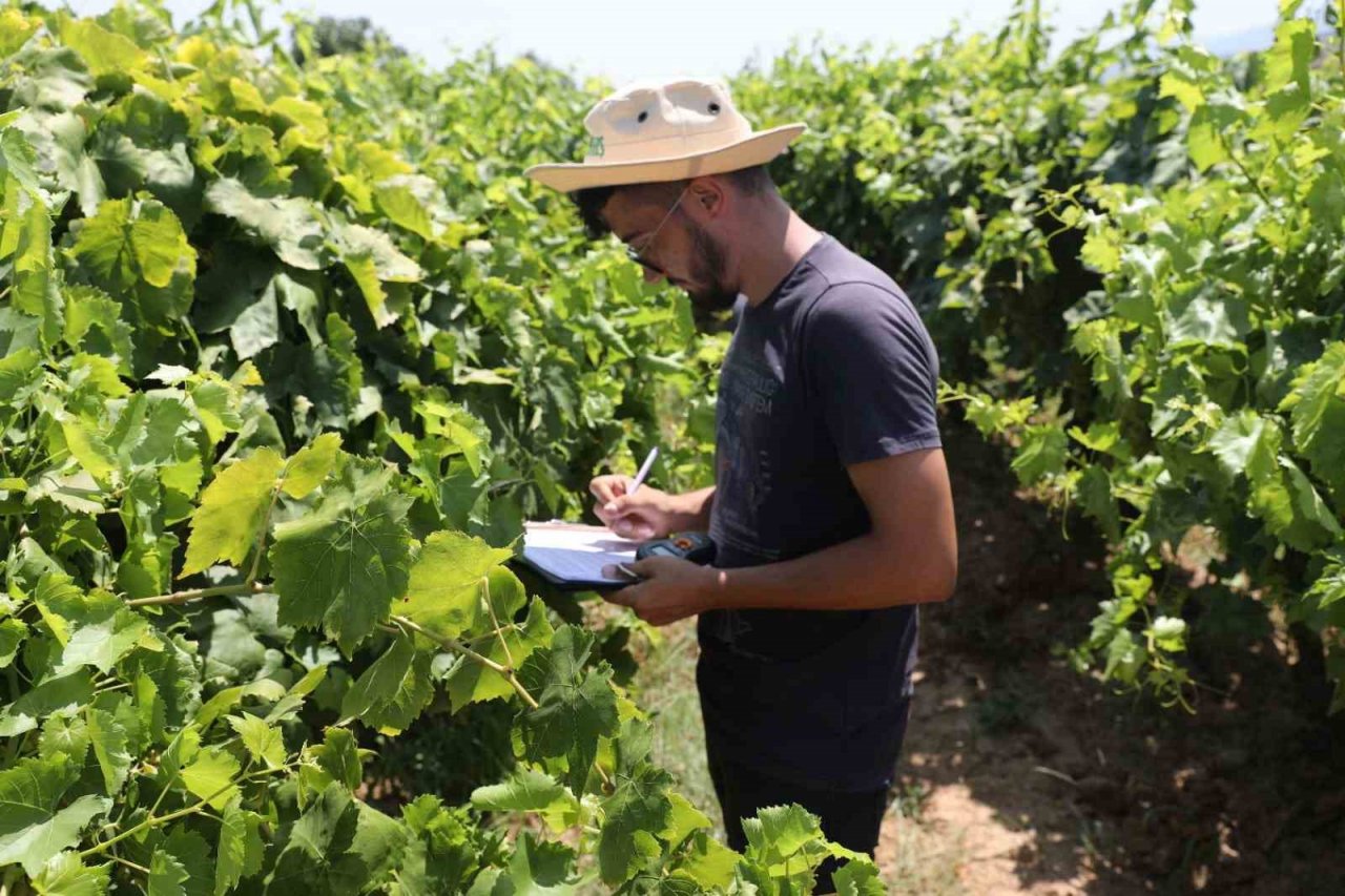 Manisa’da sultani üzümde rekolte belirleniyor