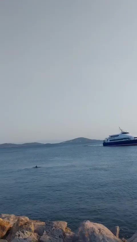 Bostancı Sahili’nde yüzen yunuslar kameraya yansıdı